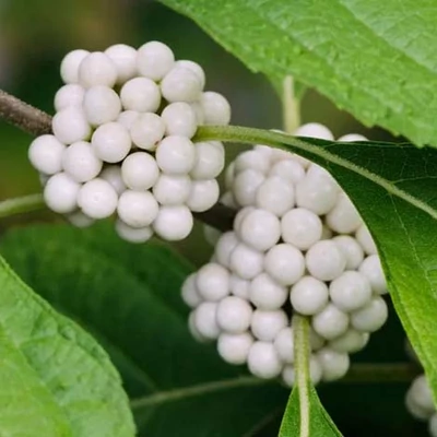 Callicarpa japonica 'Leucocarpa' – Japán lilabogyó (fehér termésű)