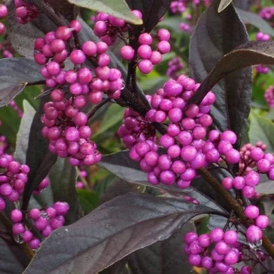 Callicarpa 'Pearl Glam' – Lilabogyó