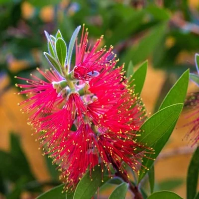 Callistemon citrinus 'Splendens' – Kefevirág