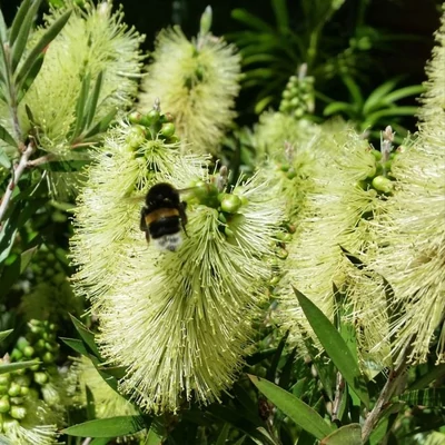 Callistemon 'Honey Pot'® – Kefevirág