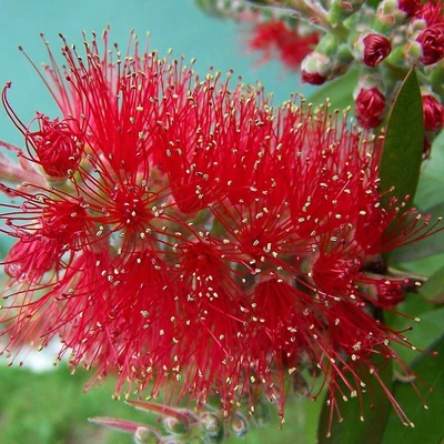 Callistemon 'Masotti Mini Red' – Kefevirág