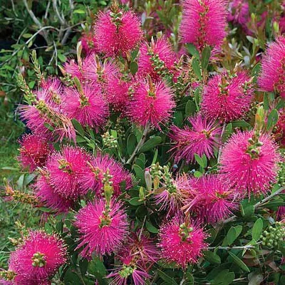 Callistemon viminalis 'Hot Pink' – Kefevirág