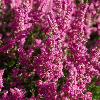 Calluna vulgaris 'Red Pimpernel' – Csarab