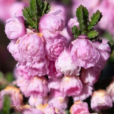 Calluna vulgaris 'Sonja' – Csarab