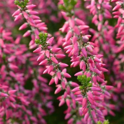 Calluna vulgaris 'Marleen' – Csarab