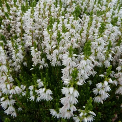 Calluna vulgaris 'Stefanie' – Csarab