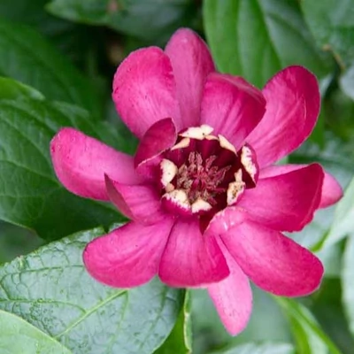 Calycanthus floridus 'Aphrodite' – Illatos fűszercserje