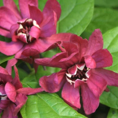 Calycanthus 'Hartlage Wine' – Illatos fűszercserje