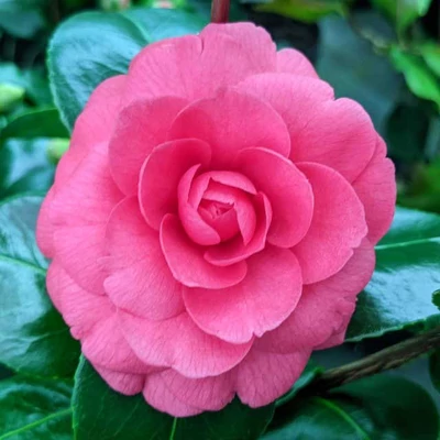 Camelia japonica 'Coquetti' – Japán kamélia