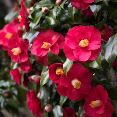 Camellia japonica 'Dr King' – Japán kamélia