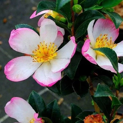 Camellia sasanqua 'Rainbow' – Karácsonyi kamélia