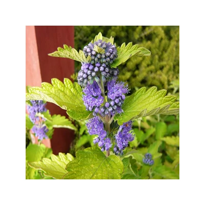 Caryopteris clandonensis 'French Heaven' – Angol kékszakáll