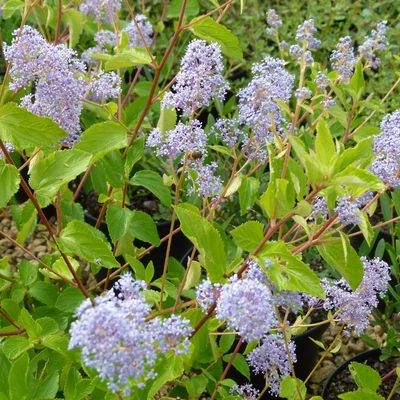 Ceanothus × delileanus 'Gloire de Versaille' – Kék táskavirág