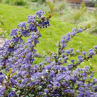 Ceanothus 'Emily Brown' – Táskavirág