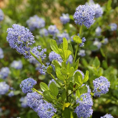Ceanothus impressus 'Victoria' – Táskavirág