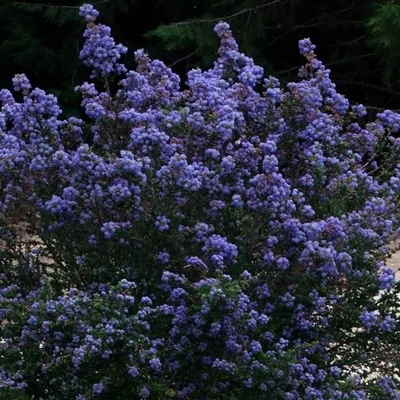 Ceanothus 'Julia Phelpe' – Táskavirág