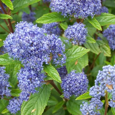 Ceanothus pallidus 'Marie Bleu' – Táskavirág