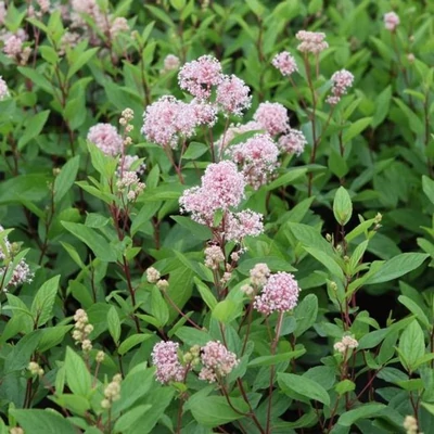 Ceanothus pallidus 'Marie Rose' – Táskavirág