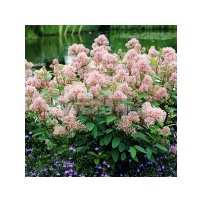 Ceanothus pallidus 'Marie Simon' – Táskavirág