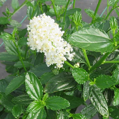 Ceanothus thyrsiflorus 'Millerton Point' – Terülő táskavirág