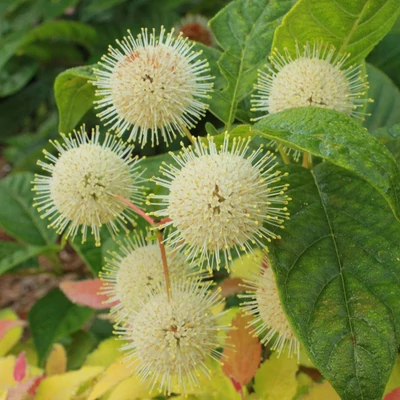 Cephalanthus occidentalis 'Fiber Optics' – Gombvirág cserje