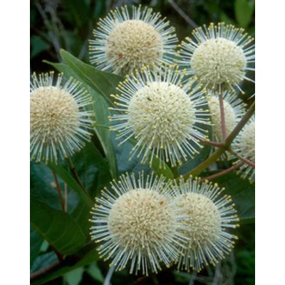 Cephalanthus occidentalis – Gombvirág cserje