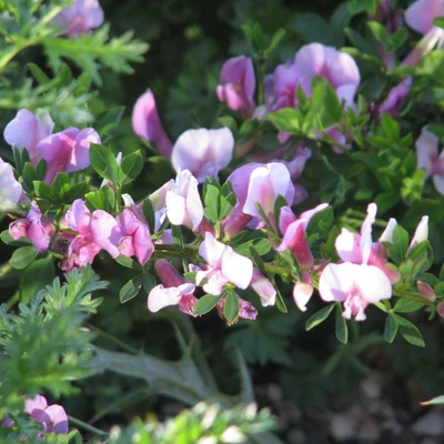 Chamaecytisus purpureus (Cytisus) – Zanót