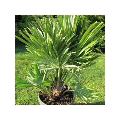 Chamaerops humilis 'Vulcano' – Európai törpepálma