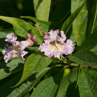 Chitalpa tashkentensis – Taskenti trombitafa