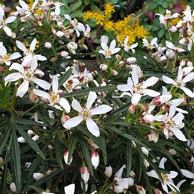 Choisya x dewitteana 'Little Bee' – Mexikói narancsvirág