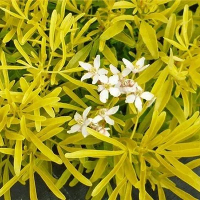 Choisya 'Goldfinger'® – Mexikói narancsvirag