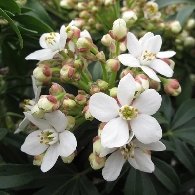 Choisya 'Greenfingers'® – Mexikói narancsvirag