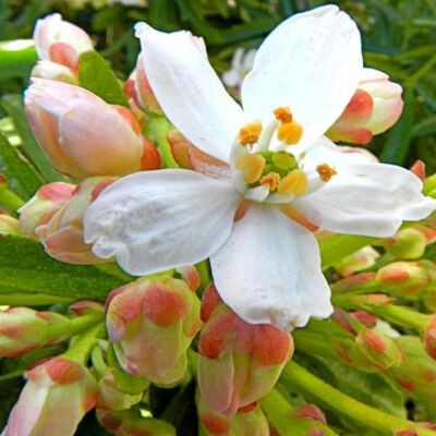 Choisya ternata 'Aztec Pearl' (syn.: Choisya x dewitteana 'Aztec Pearl') – Mexikói narancsvirág