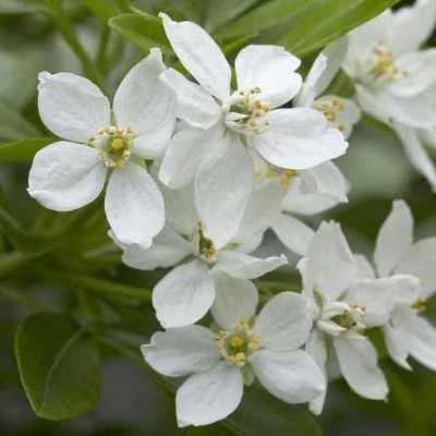 Choisya 'Walbertons Moonshine'® – Mexikói narancsvirág