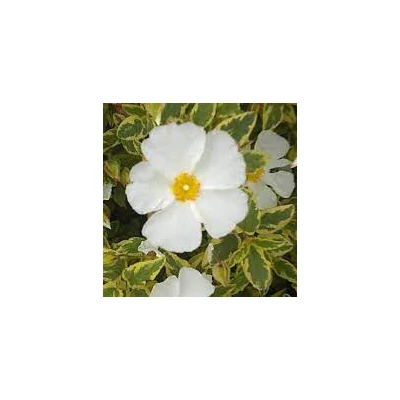 Cistus 'Little Miss Sunshine'® – Szuhar