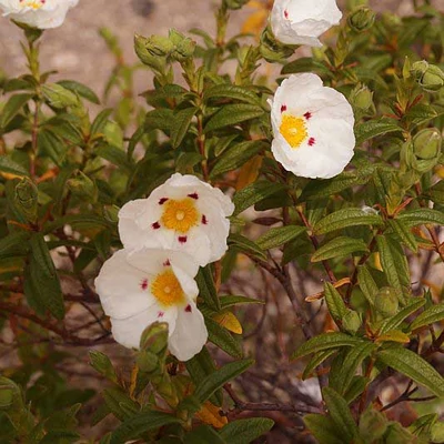 Cistus x loretii – Szuhar