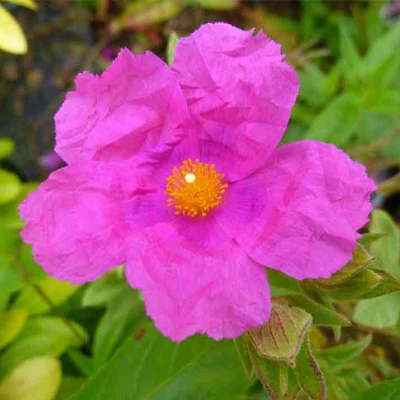 Cistus pulverulenta – Szuhar