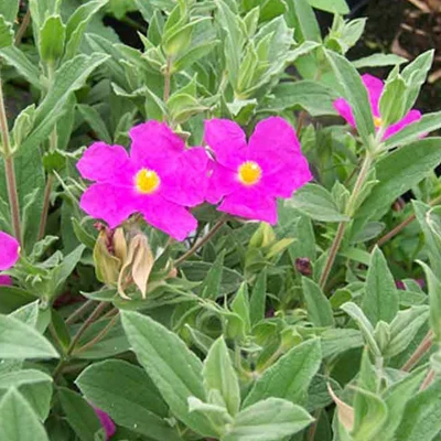 Cistus pulverulentus 'Sunset' – Poros szuhar