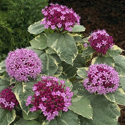 Clerodendrum bungei 'Pink Diamond' – Vörösödő végzetfa