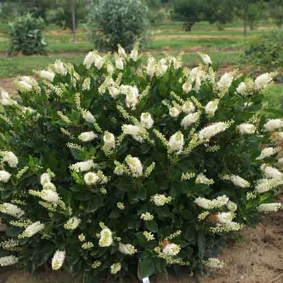 Clethra alnifolia – Fehérvirágú borscserje