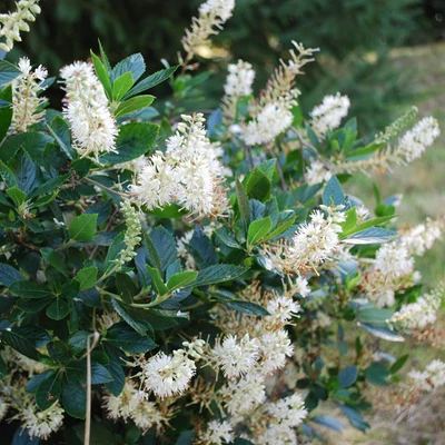 Clethra alnifolia 'Hummingbird' – Fehér virágú borscserje