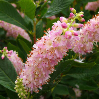 Clethra alnifolia 'Pink Spire' – Borscserje
