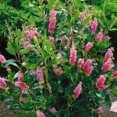 Clethra alnifolia 'Rosea' – Borscserje