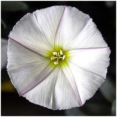 Convolvulus cneorum 'White Passion' – Ezüstös hajnalka