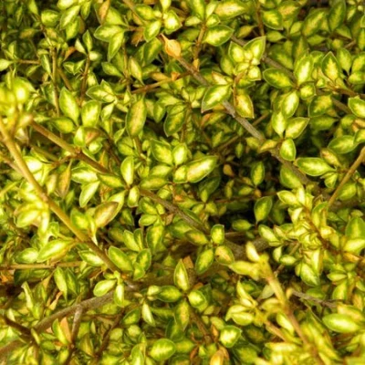 Coprosma 'Beatson's Gold' – Amerikai tükörcserje