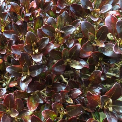Coprosma 'Chocolate' – Amerikai tükörcserje