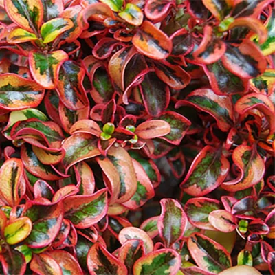 Coprosma 'Inferno' – Amerikai tükörcserje