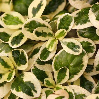 Coprosma kirkii 'Variegata' – Amerikai tükörcserje