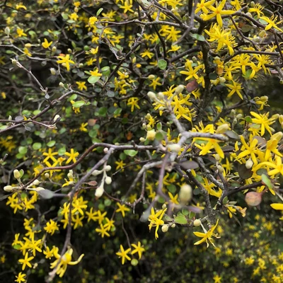 Corokia 'Clover'® – Cikkcakk cserje