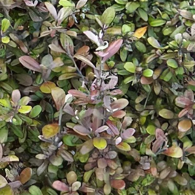 Corokia virgata 'Frosted Chocolate' – Dobozfa